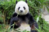 Activiteiten voor peuters over Panda beren