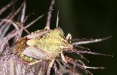 Een azijn oplossing voor cinchkabel Bugs