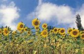 How to Plant zonnebloemen Per hectare