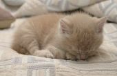 Welke oorzaken lage lichaamstemperatuur, lethargie en zwakte in Kittens?