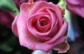 Pesticiden gebruikt voor Rose struiken