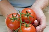 Lijst van manieren om Cook tomaten