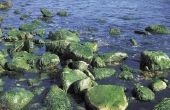 Gemeenschappelijke kenmerken van de blauw - groene algen & bacteriën
