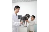 Mediastinale lymfoom bij honden