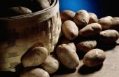 How to Grow Hydroponic aardappelen