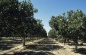 Kan de pistache boom groeien in Florida?