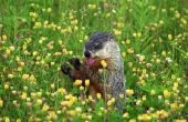 How to Get Rid van Groundhogs & houden hen weg
