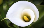 How to Plant Calla lelies in potten