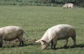 Hoe snel gewicht leggen op een varken