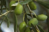 Azijn & gezondheidsvoordelen van olijfolie