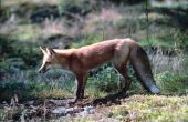 Zijn Rode vossen gevaarlijk?