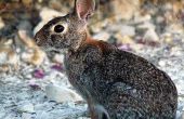 Feiten over Cottontail konijnen