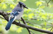 How to Build nestkastjes voor Blue Jays