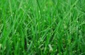 Hoe te gebruiken Miracle groeien op nieuw geplaatste gras