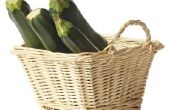 Hoe Water courgette