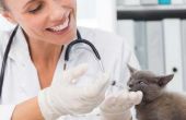 Bijwerkingen van penicilline op katten