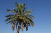 Wat Is Palm Tree hout voor gebruikt?