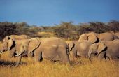 How to Sell overgenomen ivoor
