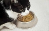 Het beheren van een kat Prikkelbare darmsyndroom