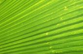 How to Keep gesneden Palm bladeren groen