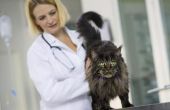 Hoe kan u helpen een kat met been zenuwbeschadiging
