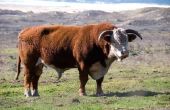Vaars-Bull en kudde stier: Wat Is het verschil?