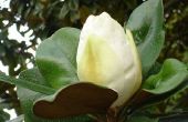 Informatie over Magnolia boom zaden