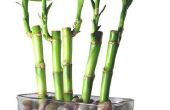 Hoe vaak gebruik ik groene groene Lucky Bamboo plantaardige voedsel?