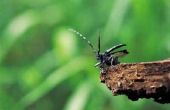 Typische Bug Bites in Zuid-Florida