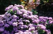 How to Care for Ageratum