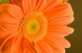 De betekenis van een oranje Gerbera Daisy