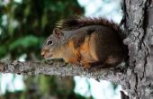 Wat eet een eekhoorn in de voedselketen?