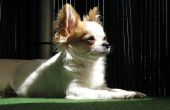 Hoe de zorg voor een Chihuahua met een spinale blessure