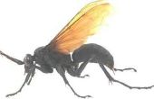 Hoe te vertellen als je een Wasp beet of steek