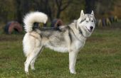 Hoe weet u of een Siberische Husky Is deel Wolf