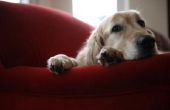 Tekenen & symptomen van honden met hartproblemen