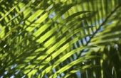 Palmbomen met ondiepe niet-invasieve wortels