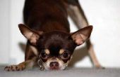 Medische aandoeningen van Chihuahua Honden