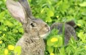 Hoe om te voorkomen dat konijnen eten peper planten
