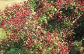 How to Make Hawthorne Berry siroop