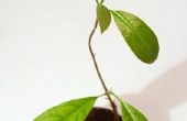 Hoe om te groeien van een Plant Avacado uit zaden