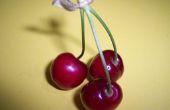 How to Grow gematigde Cherry bomen in de tropen