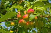 Wat voor soort appelbomen beste bestuiven met elkaar?