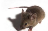 Gevaren van muis uitwerpselen