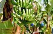 Goede grond voor het planten van de banaan