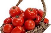How to Build een kleine hydrocultuur tomaat kweker