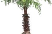 Hoe snel groeit een palmboom?