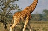 De kenmerken van een Giraffe & hoe het helpt het overleven