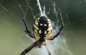 Giant Spiders in Alaska