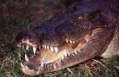 Hoe maak je een ketting van krokodillen tanden